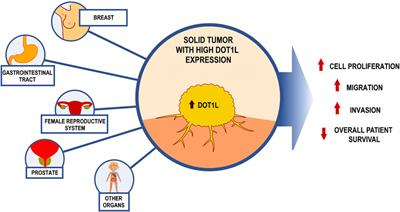 Histone Methyltransferase DOT1L as a Promising Epigenetic Target for Treatment of Solid Tumors